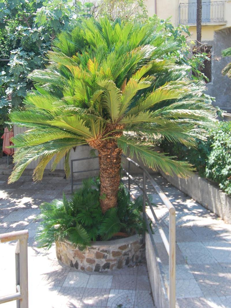 Hotel San Giuseppe - Cityhotel Catanzaro Bagian luar foto